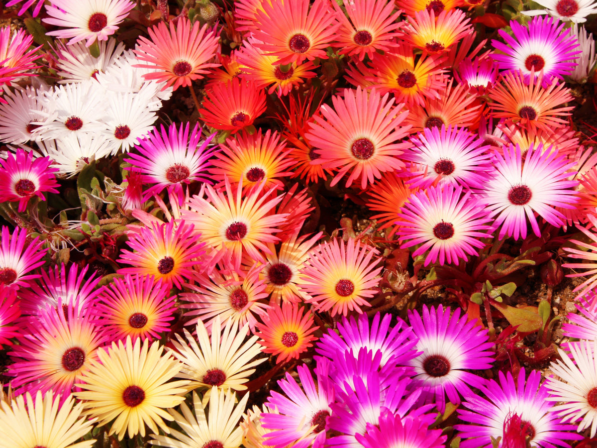 Mixed Colors Ice Plant ( Mesembryanthemum Daisy / Livingstone Daisy ) Dorotheanthus Bellidiformis Flower Seeds – photo 3