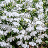 200 WHITE LOBELIA REGATTA Erinus Flower Seeds