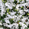 200 WHITE LOBELIA REGATTA Erinus Flower Seeds
