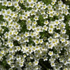 50 IRISH MOSS Groundcover Heath Pearlwort Sagina Subulata White Flower Seeds