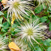 10 Yellow CLEMATIS RADAR LOVE Vine Climber Clematis Tangutica Flower Seeds