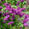 25 FRENCH / Old FASHIONED LILAC Syringa Vulgaris Flower Shrub Bush Seeds