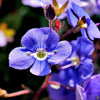 25 CREEPING BLUE SPEEDWELL Veronica Repens Groundcover Flower Seeds
