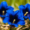 15 Blue STEMLESS GENTIAN Gentiana Acaulis Kochiana Flower Seeds