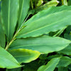5 CARDAMON CARDAMOM Elettaria Cardamomum HERB Flower Shrub Tree Seeds
