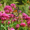 50 RED JUPITER'S BEARD Valerian Keys of Heaven Centranthus Ruber Flower Seeds