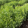 100 BLACK LENTIL Bush Lens Culinaris Vegetable Legume Sprouts Seeds