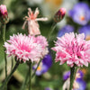 750 Pink BACHELOR'S BUTTON / CORNFLOWER Centaurea Cyanus Flower Seeds