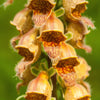 Seeds Mixed Foxglove Seeds – Digitalis Purpurea Flower – photo 12