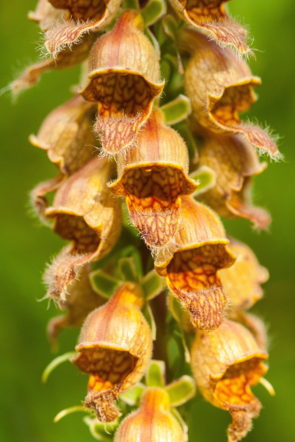 Seeds Mixed Foxglove Seeds – Digitalis Purpurea Flower – photo 12