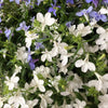 200 WHITE LOBELIA REGATTA Erinus Flower Seeds