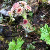 100 ARCTIC SWEET COLTSFOOT Petasites Frigidus Sun Shade Moist White Pink Flower Herb Seeds