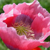100 HENS and CHICKS Poppy Hens & Chickens Breadseed Lettuce Leaf Papaver Somniferum Flower Seeds