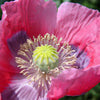 100 HENS and CHICKS Poppy Hens & Chickens Breadseed Lettuce Leaf Papaver Somniferum Flower Seeds