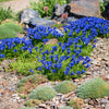 15 Blue STEMLESS GENTIAN Gentiana Acaulis Kochiana Flower Seeds