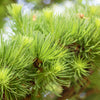 25 JAPANESE LARCH TREE Conifer Pine Cones Bonsai Larix Kaempferi Seeds