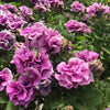 20 DOUBLE MIX PETUNIA Floribunda Red Pink Purple Flower Seeds