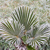 10 WAGNER WINDMILL PALM Dwarf Chusa Trachycarpus Fortunei Wagnerianus Tree Houseplant Seeds