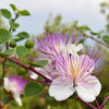 20 CAPER BUSH Edible Capers Flinders Rose Flower Capparis Spinosa Shrub Seeds