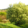 30 BLACK CHERRY Fruit Tree Prunus Serotina Fragrant White Flowers Seeds