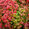 15 DWARF SACRED BAMBOO Heavenly Nandina Domestica Nana Pink Red Sun Shade Shrub Seeds
