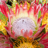 5 SUGARBUSH PROTEA Repens Yellow & Pink Huge Flower Seeds