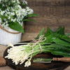 10 RAMSONS / WILD Bear GARLIC Allium Ursinum Vegetable Herb White Flower Seeds