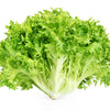 1000 SALAD KING ENDIVE Italian Chicory Greens Cichorium Endivia Vegetable Seeds