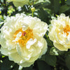 10 TREE PEONY Mountain Paeony Paeonia Suffruticosa Arborea Mixed Colors Red Pink White Purple Yellow Bicolor Flower Shrub Seeds