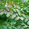 20 INDIAN TRUMPET Flower TREE (Midnight Horror / Broken Bones Plant / Tree of Damocles) Oroxylum Indicum Seeds