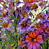 200 Mixed Colors PAINTED TONGUE (Velvet Trumpet Flower) Salpiglossis Grandiflora Virgiana Flower Seeds