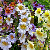 200 Mixed Colors PAINTED TONGUE (Velvet Trumpet Flower) Salpiglossis Grandiflora Virgiana Flower Seeds