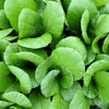 1500 SPINACH MUSTARD TENDERGREEN Komatsuna Greens Brassica Rapa Vegetable Seeds