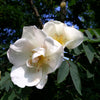 White Japanese Rose Seeds – Rosa Rugosa Alba Bush Rugosa Rose Flower – photo 2