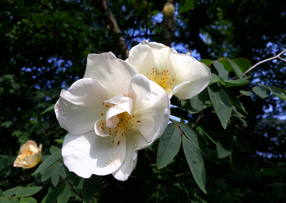 White Japanese Rose Seeds – Rosa Rugosa Alba Bush Rugosa Rose Flower – photo 2