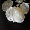Lunaria Biennis ( Money Plant / Silver Dollar / Honesty / Moonwort ) Flower Seeds – photo 17