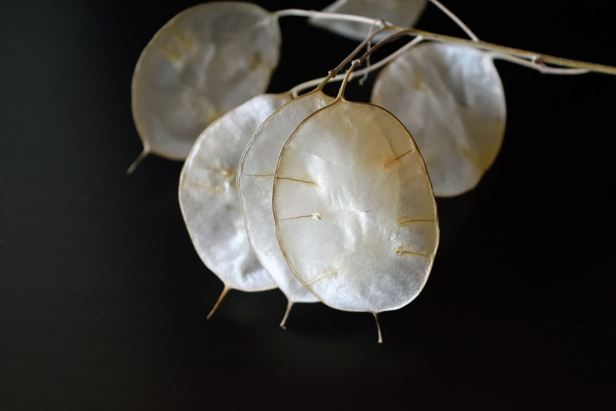 Lunaria Biennis ( Money Plant / Silver Dollar / Honesty / Moonwort ) Flower Seeds – photo 17