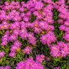 25 Table Mountain ICE PLANT Magenta Fuchsia Delosperma Cooperi Hardy Pink Carpet Flower Seeds