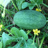 Congo Watermelon Red Citrullus Lanatus 40 lbs Aas Winner Fruit Melon Seeds – photo 3