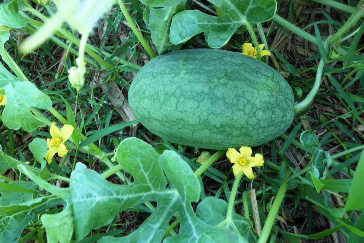 Congo Watermelon Red Citrullus Lanatus 40 lbs Aas Winner Fruit Melon Seeds – photo 3