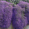 400 RAINBOW ROCKCRESS Rock Cress Large Flowered Aubrieta Cultorum Flower Seeds