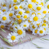 300 FEVERFEW Tanacetum Parthenium Herb Flower Seeds
