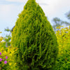 25 THUJA TREE Cedar Thuja Occidentalis Conifer Seeds
