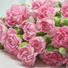 50 La France PINK CARNATION Dianthus Caryophyllus Chabaud Flower Seeds