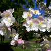 30 Sargent CRAB APPLE Shrub Hummingbird Flower White Red Malus Sargentii Seeds