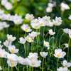 5 MADONNA ANEMONE Sylvestris White & Yellow Flower Seeds