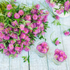 Red Clover Seeds – Monarchs Trifolium Pratense Rose Mauve Flower Ground Cover – photo 3