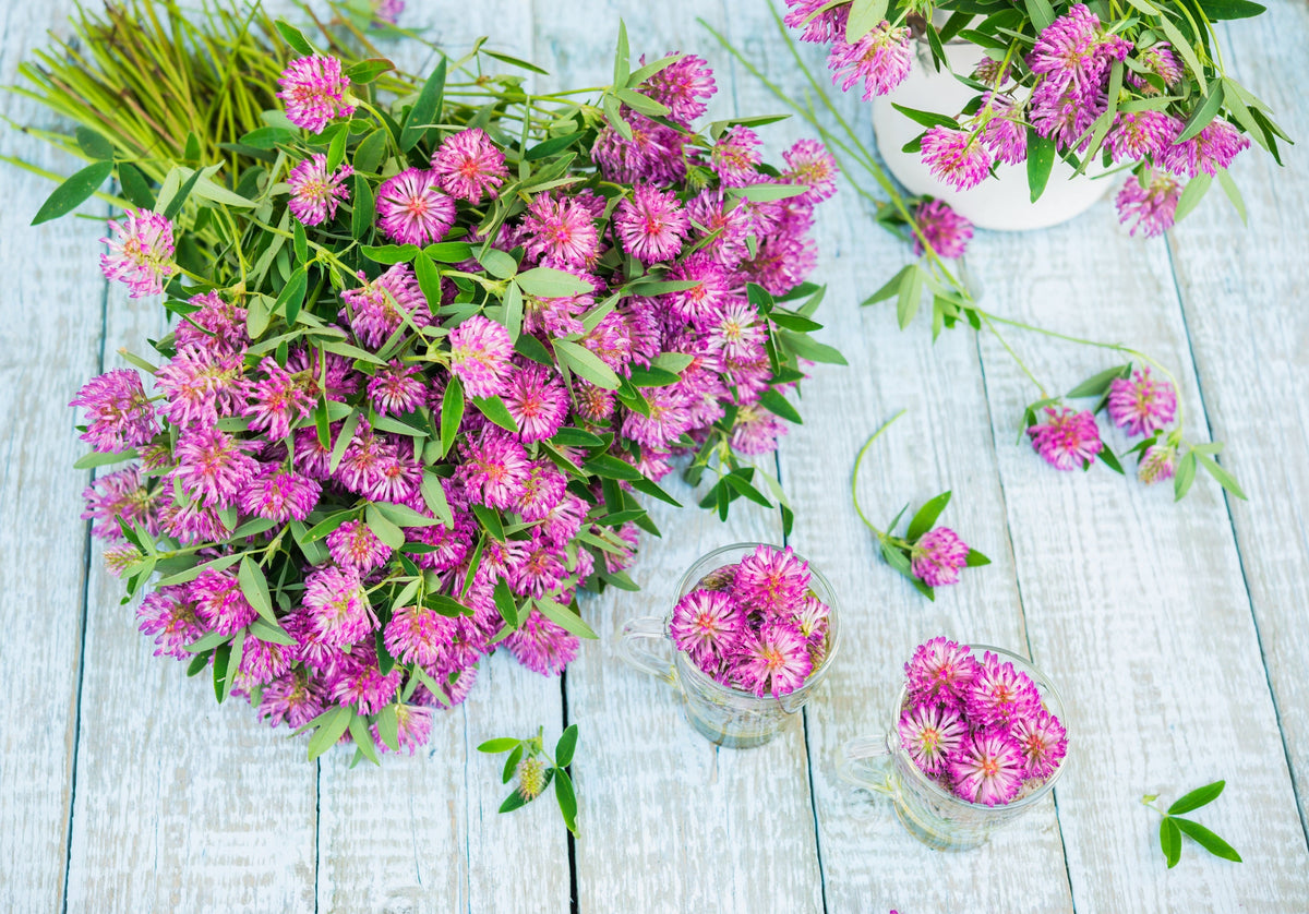 Red Clover Seeds – Monarchs Trifolium Pratense Rose Mauve Flower Ground Cover – photo 3