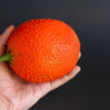 2 GAC FRUIT Gac Melon Vine Momordica Cochinchinensis Seeds
