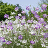 50 Bianca WHITE CORN COCKLE Agrostemma Githago Flower Seed
